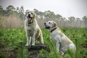 Labradors on a walk