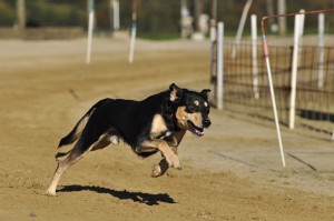 Running dog