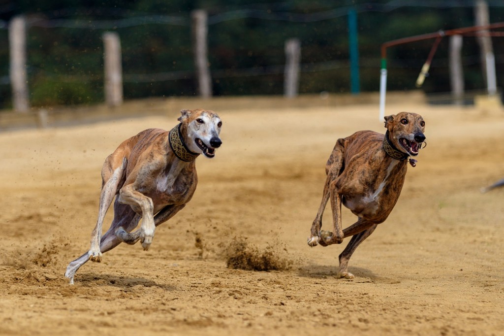 Greyhound Race